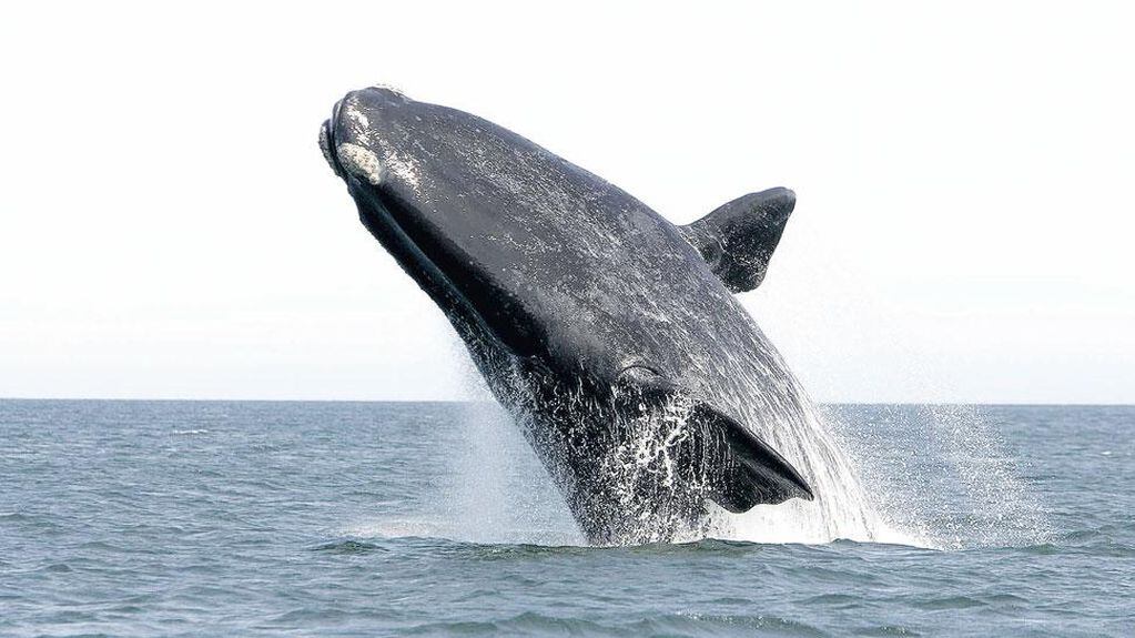 Una ballena franca austral llega a medir hasta 16 metros de largo en su edad adulta. El período de gestación dura 12 meses.