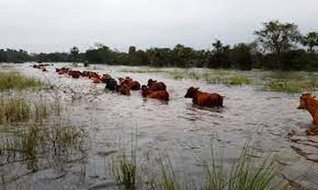 Inundaciones: Entre Ríos toma medidas de evacuación de la hacienda frente a la crecida del Río Paraná