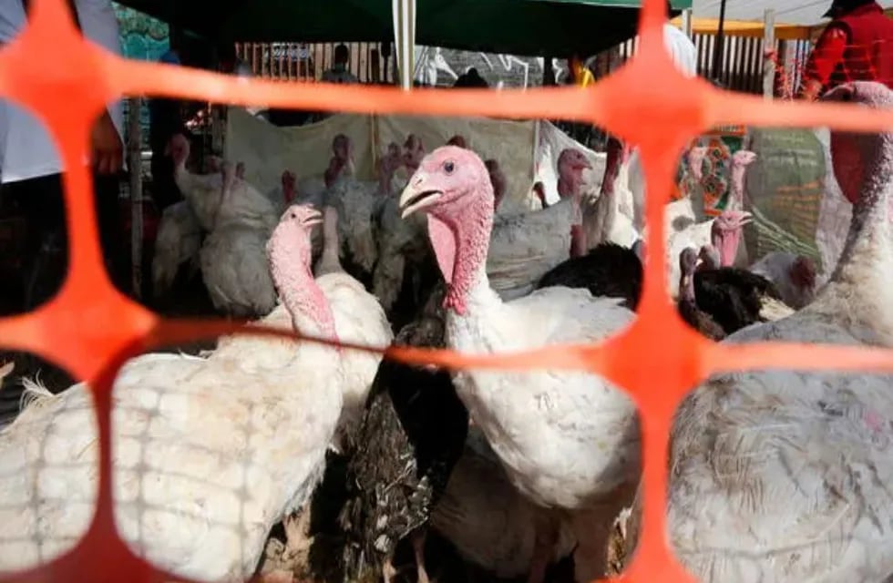 Dos casos de gripe aviar en Córdoba. (Gobierno de Córdoba)