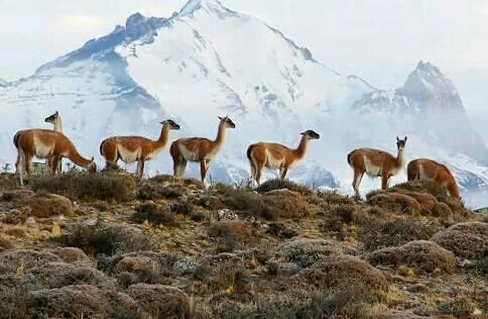 Caza de guanacos en Tierra del Fuego