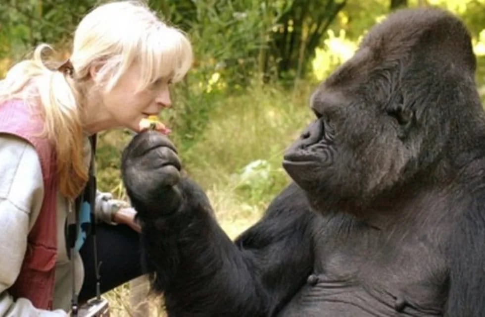 Murió Koko, la gorila que \