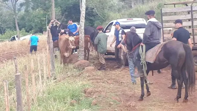 Alba Posse: ex policía implicado en el robo de dos vacas