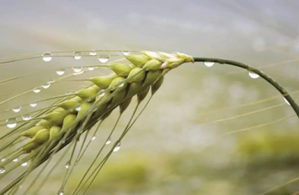 Lluvias del mes de noviembre favorecieron cosechas de cereales invernales.