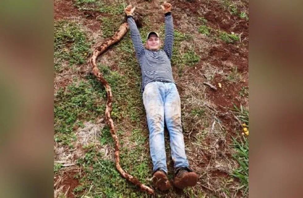 El dueño de la chacra midió la raíz que alcanzó los 3,10 metros de largo.