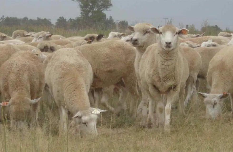 Busca fortalecer la producción ovina en la región