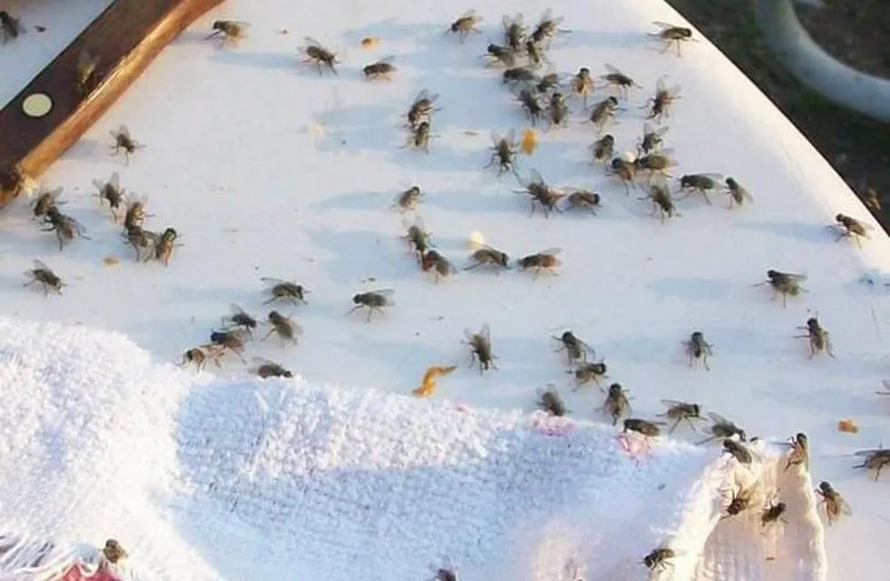 RECLAMO. Los vecinos piden medidas para controlar la invasión de moscas.