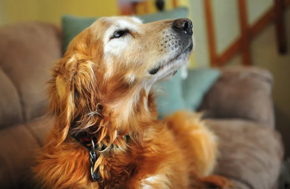 This March 27, 2013 photo shows Wayne Klinkel's golden retriever, Sundance, at their home in Montana City, Mont. Klinkel says his dog ate five $100 bills while he and his wife were on a road trip to visit their daughter. Klinkel says he carefully picked through the dog's droppings, and his daughter recovered more when snow melted. He says he washed the remnants of the bills and taped them together and sent them to the Treasury Department's Bureau of Engraving and Printing with an explanation of what happened. The bureau's website says an \