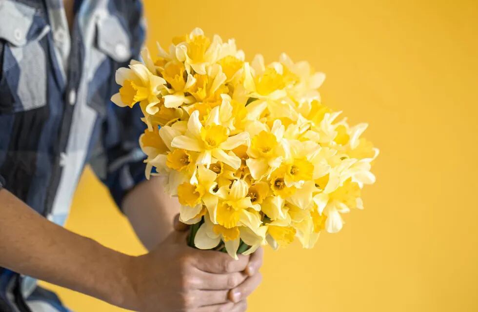 Por qué se regalan flores amarillas el 21 de marzo.