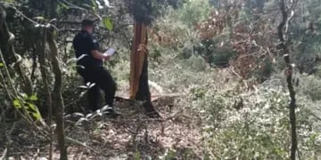 Accidente laboral en San Vicente: cortaba un árbol y falleció aplastado por una rama