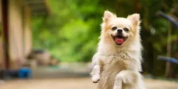 Por qué los perros se ponen tan felices cuando llega su dueño