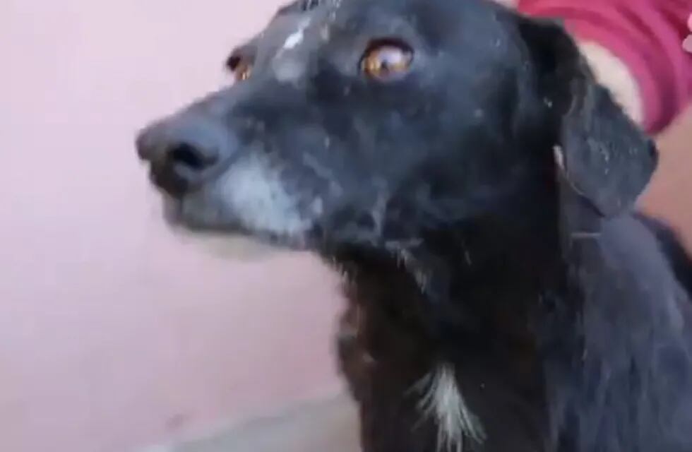 La perra que fue rescatada.