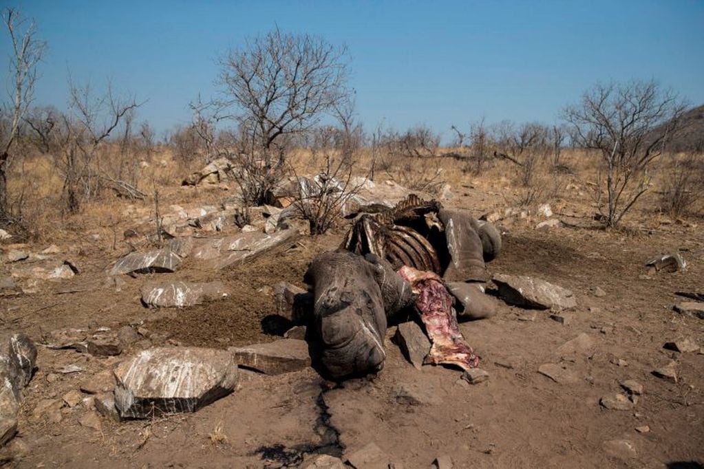 Cadáver de una hembra de rinoceronte negro (AFP)