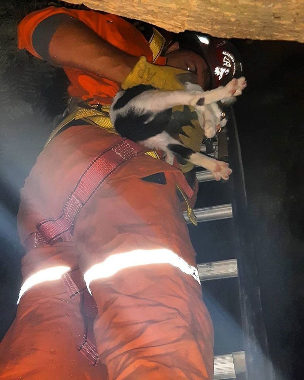 Bomberos de Arroyito rescataron a un gatito de un arbol