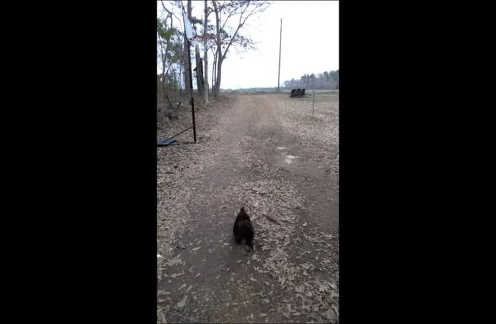 El gallo que recibe a su dueña todos los días. (Captura de pantalla)