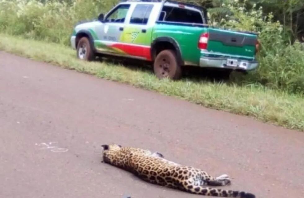 Yaguareté atropellada en la ruta provincial 19