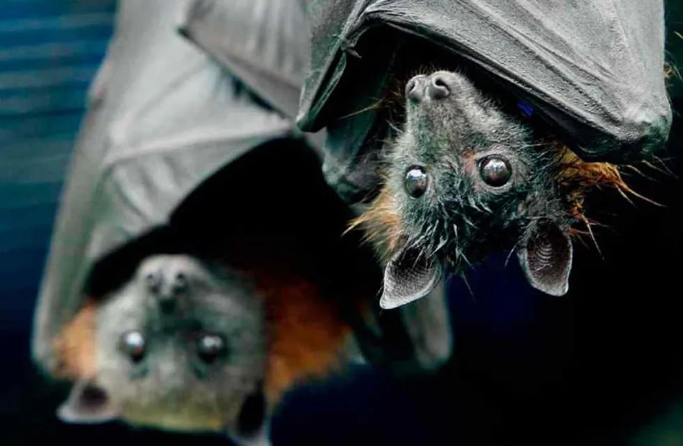 Los murciélagos son una especie fundamental para el equilibro del ecosistema, ya que se alimentan de insectos (son controladores de plagas) y polinizan flores y frutales. Foto: Archivo La Voz.