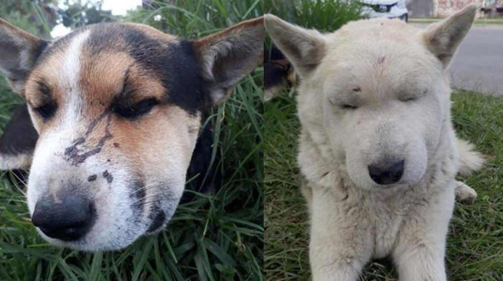 Así quedaron lo perros después de ser picados por las víboras.