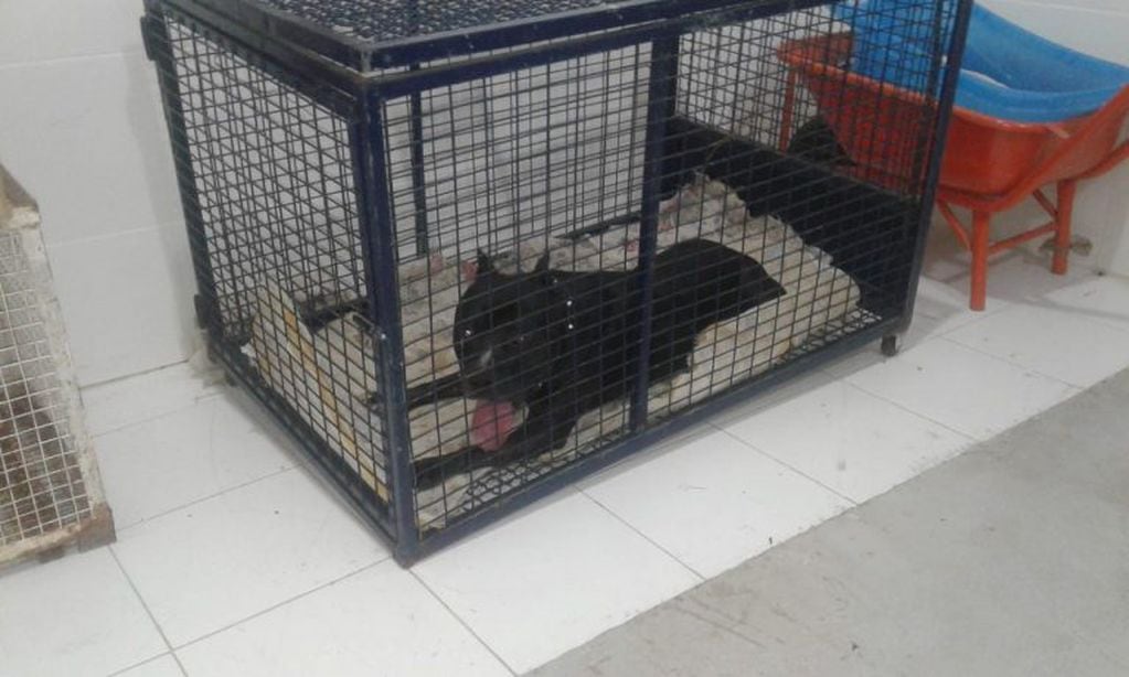 Perro raza Pitbull capturado por la Brigada Canina de la Policía Ambiental, personal de Policía Provincial y el Centro de Zoonosis.