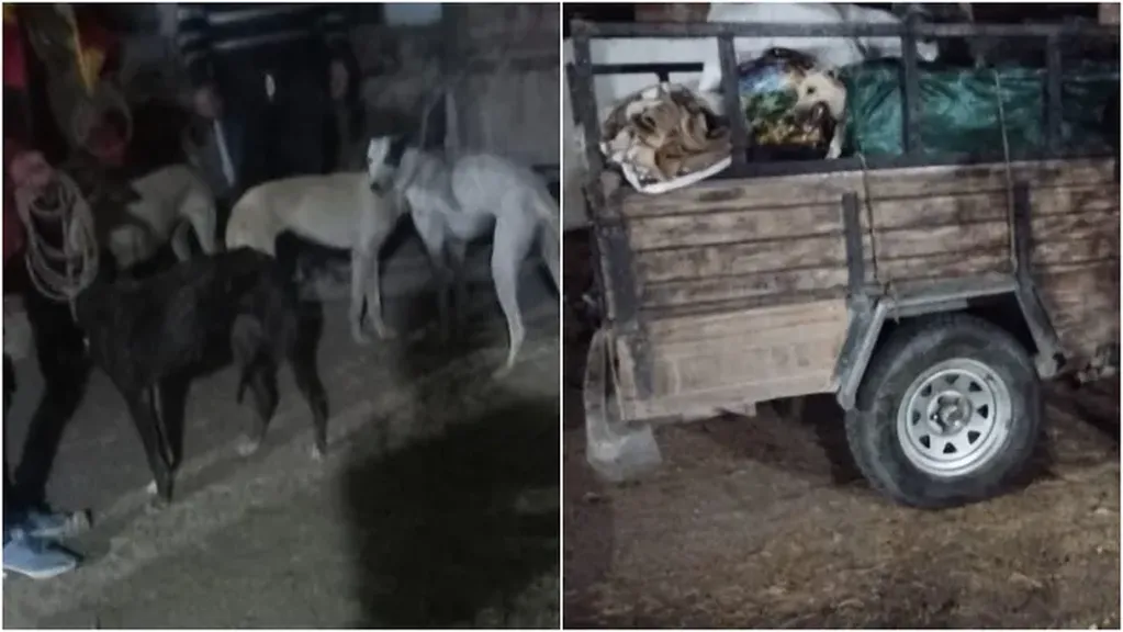 La policía de San Juan rescató a seis perros que eran utilizados para cazar