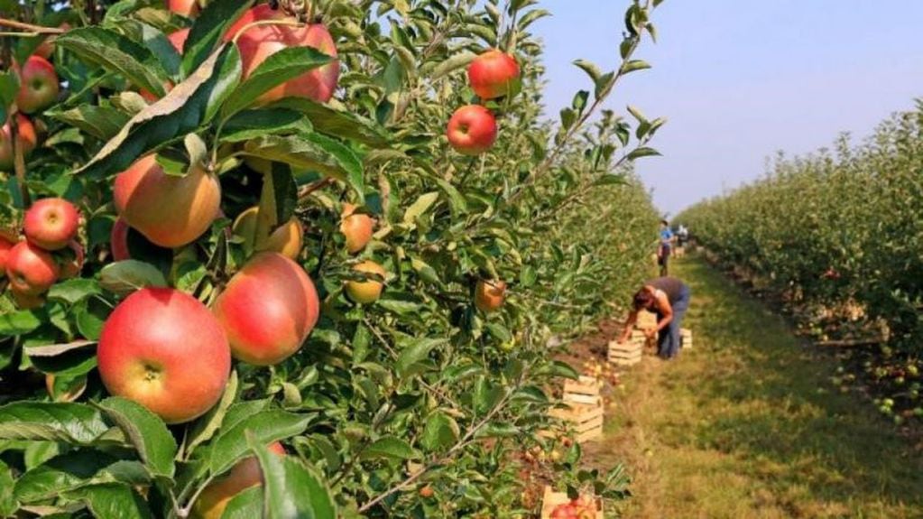 Producción de manzanas en Neuquén (web).