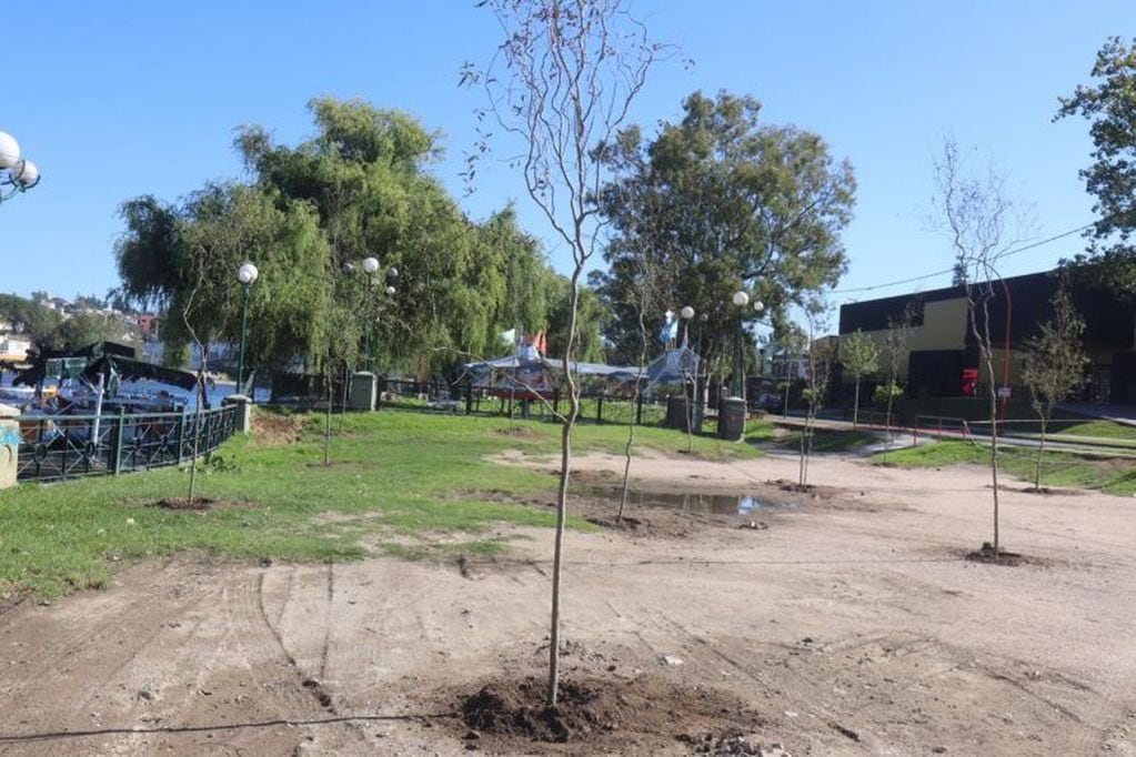 Jornada de forestación en el Playón Municipal de Carlos Paz