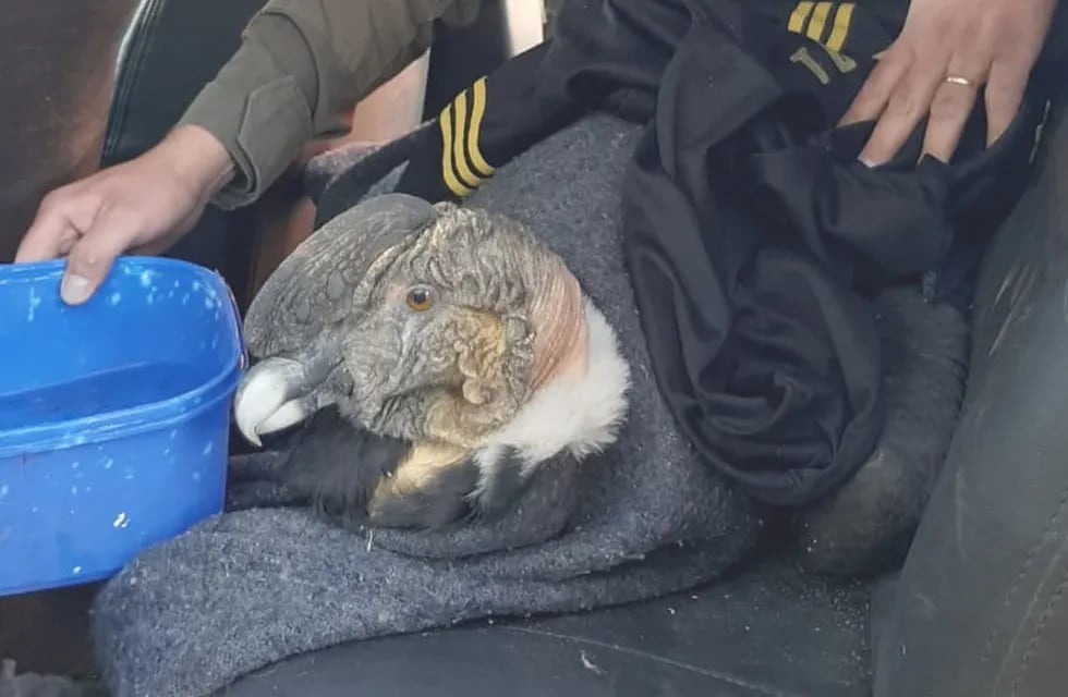 Gendarmería rescató a un cóndor andino de un os 40 años de edad. El animal se encontraba desorientado y vulnerable. /Gentileza Los Andes
