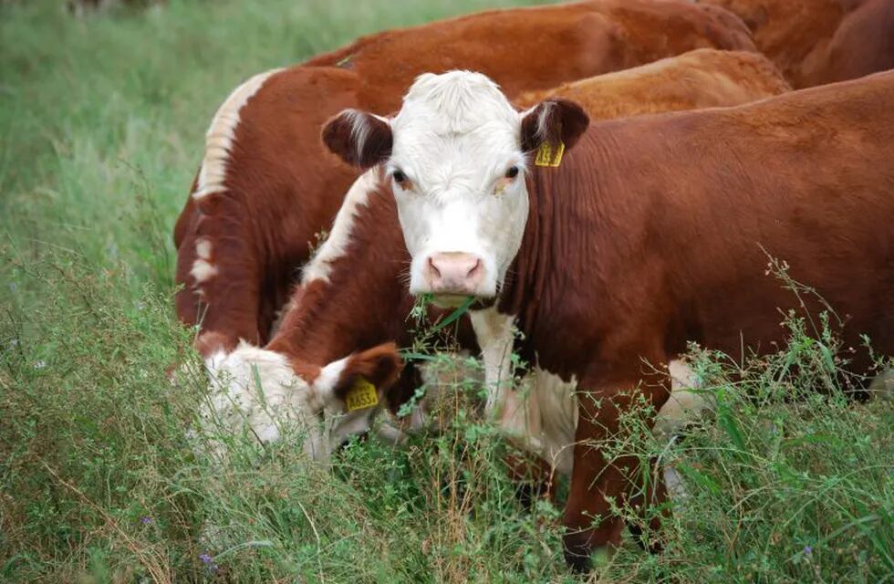 Vacas en Río Negro (Foto: Río Negro).