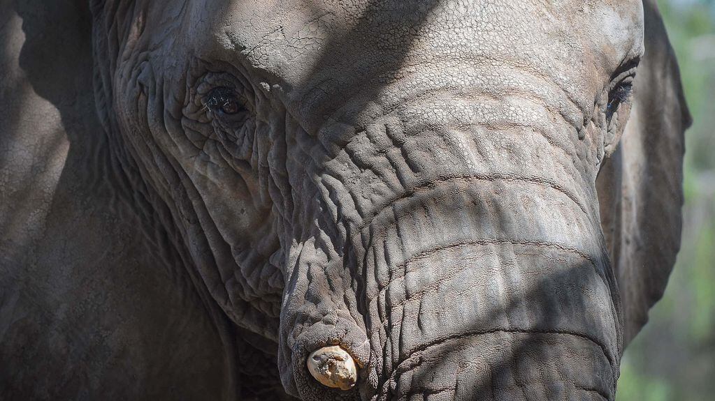 Una elefanta asiática, que fue trasladada a México, fue de los primeros animales en ser tratados con cannabis medicinal