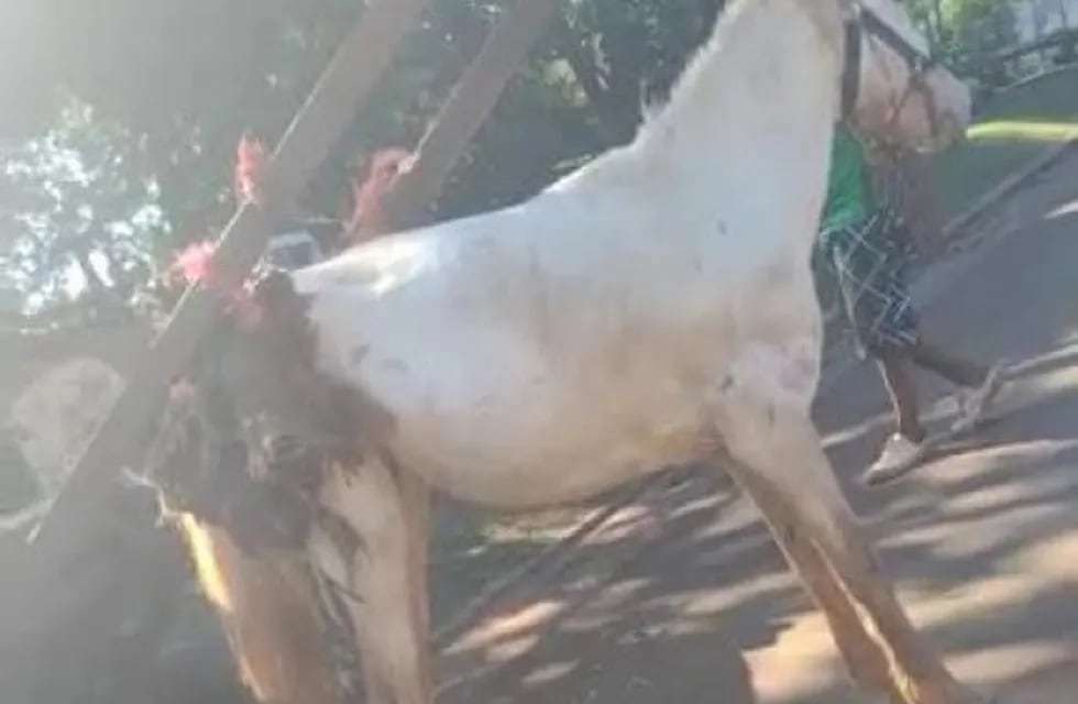 Candelaria: vecina filmó cuando un caballo era maltratado y lo denunció por redes sociales.