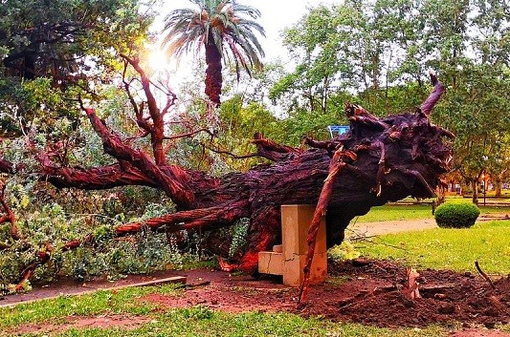 El árbol de Borges cayó este miércoles en la ciudad de Casilda. (@dia7diario)