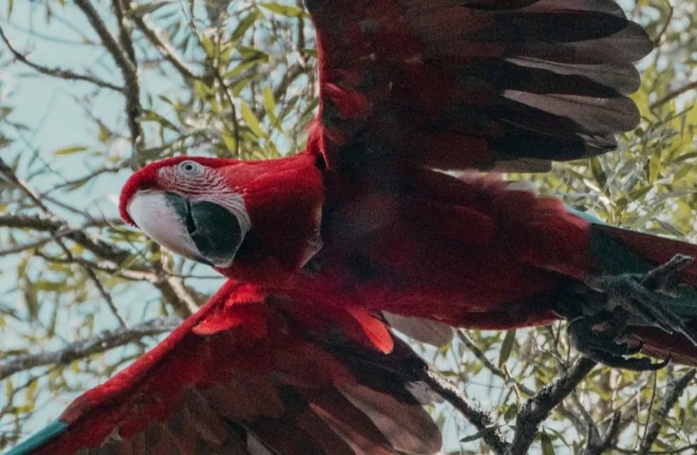 Después de 150 años extintos, cinco guacamayos rojos viven en libertad en el Iberá.
