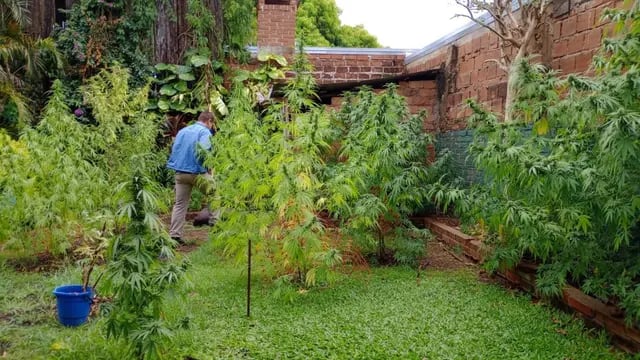 Desmantelan una millonaria plantación de marihuana en Posadas