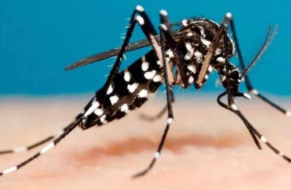 Mosquito transmisor del dengue. (CIMECO)