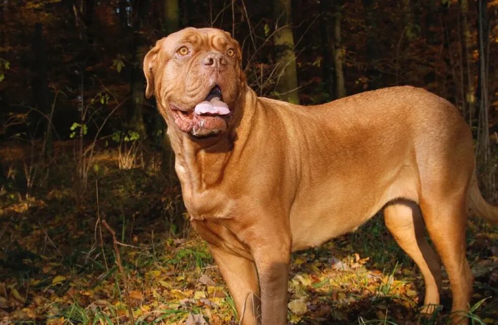 Un dogo de burdeos agredió a un hombre de 57 años en Córdoba.