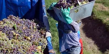 Economía reunió a referentes vitivinícolas para trabajar en los protocolos de cosecha