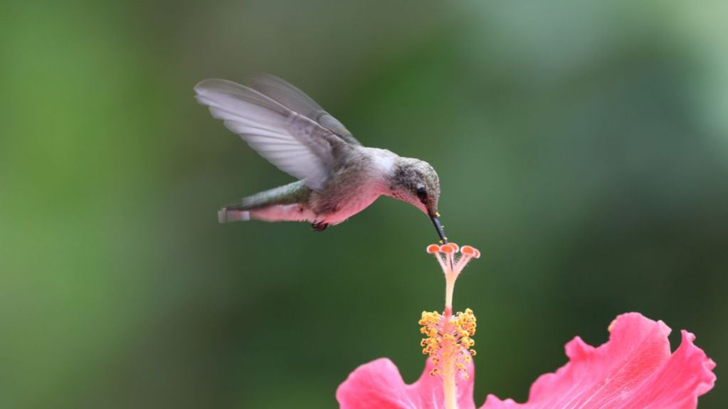 Los colibríes se han asociado con la idea de la reencarnación en muchas culturas.