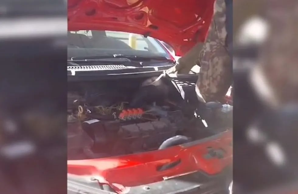 Un inesperado animal apareció en el motor de un auto.