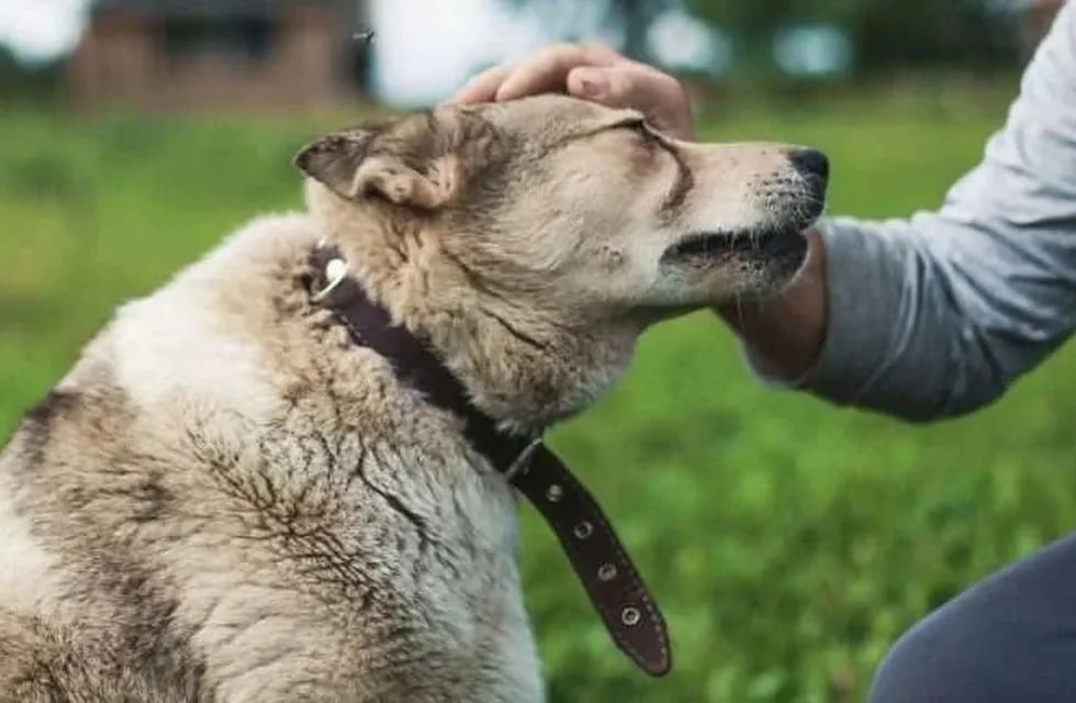 Un peluquero de La Plata salvó a un perro.