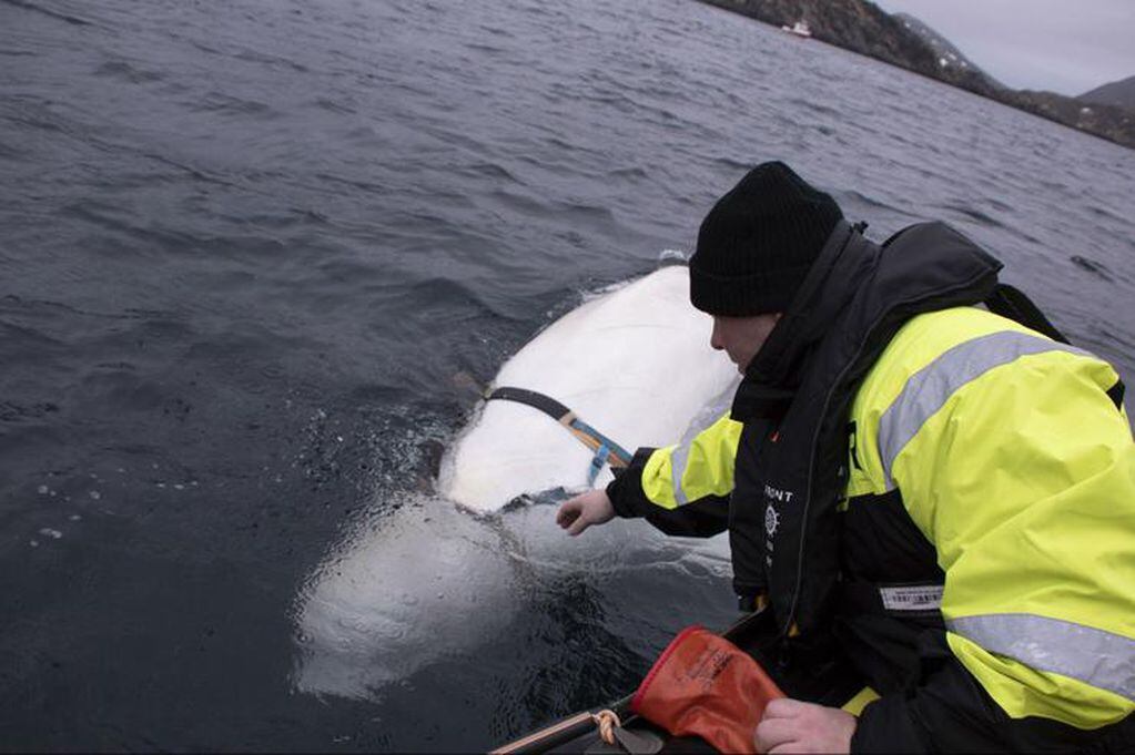 En Noruega, encontraron una ballena beluga que pertenecía al ejército ruso. Se habría escapado y quedó desorientada. 