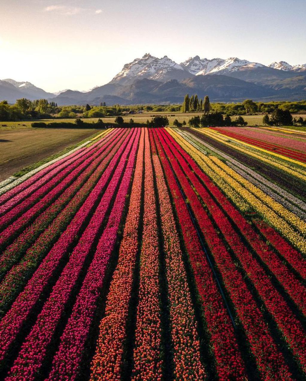 Ledesma tiene 27 distintas variedades de tulipanes.