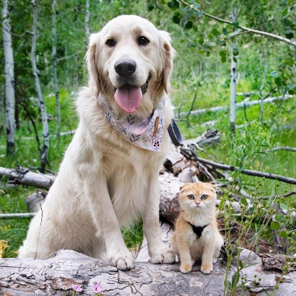 Ambos animales son grandes amigos. (Instagram/@calvin.andco)
