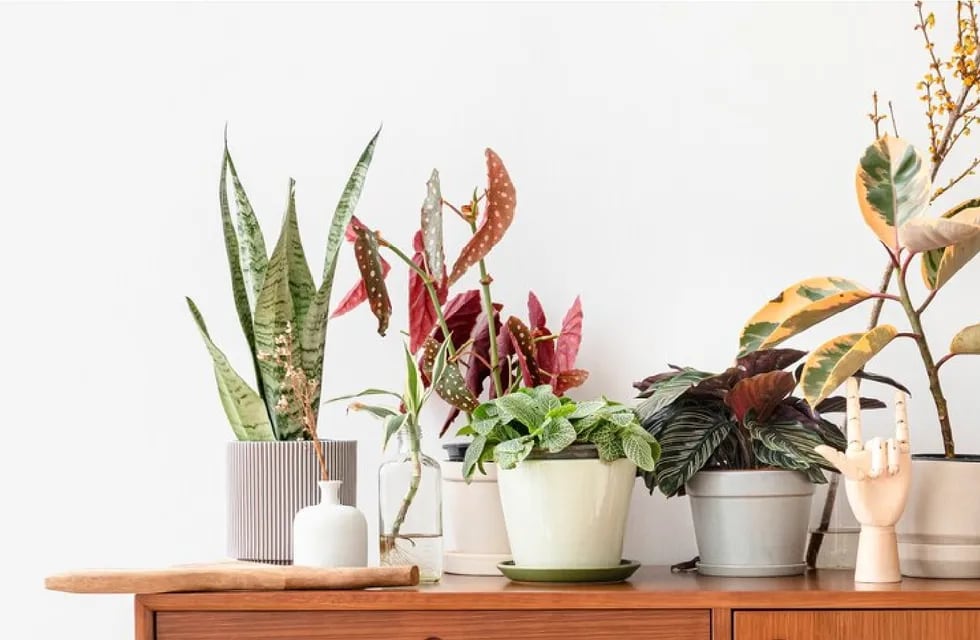 No las pongas en tu casa: estas 4 plantas traen mala suerte, según el Feng Shui