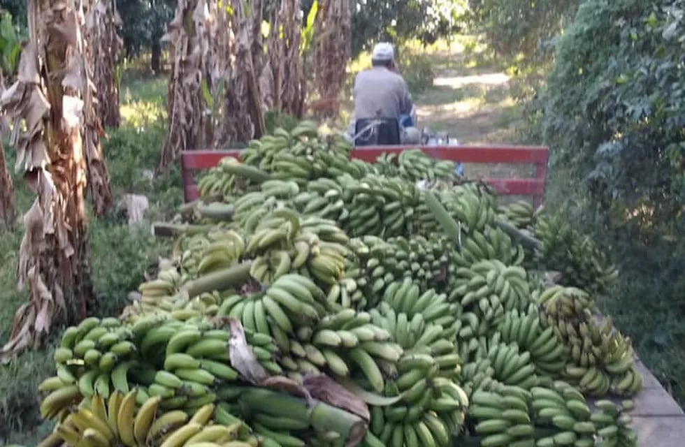 Un productor bananero decidió tirar su producción a las vacas antes que venderla