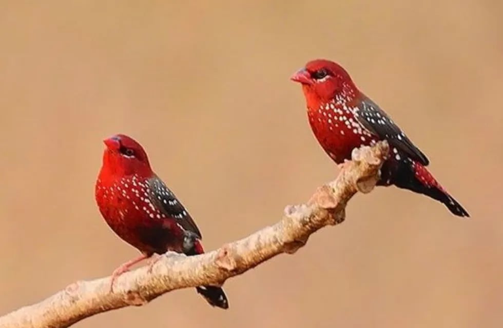 ¡Igualitos! El increíble parecido entre unas aves y fresas que se volvió viral