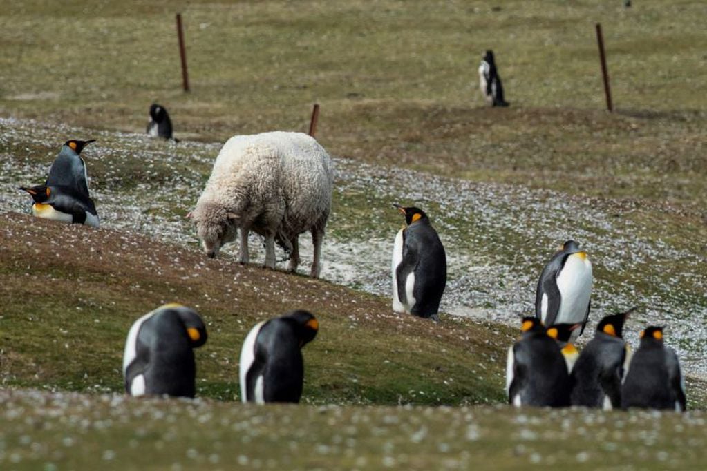 Ovejas y la gran biodiversida en Malvinas