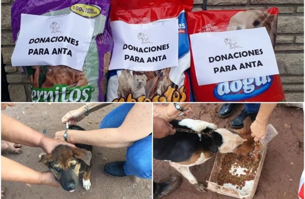 Donación de alimento para mascotas. (Web)