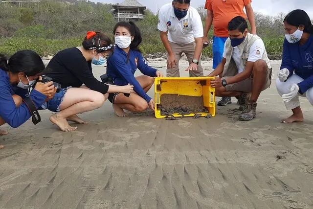 Nacimiento de tortugas laúd, en la playa de Punta Bikini, provincia de Manabí (Ecuador)
