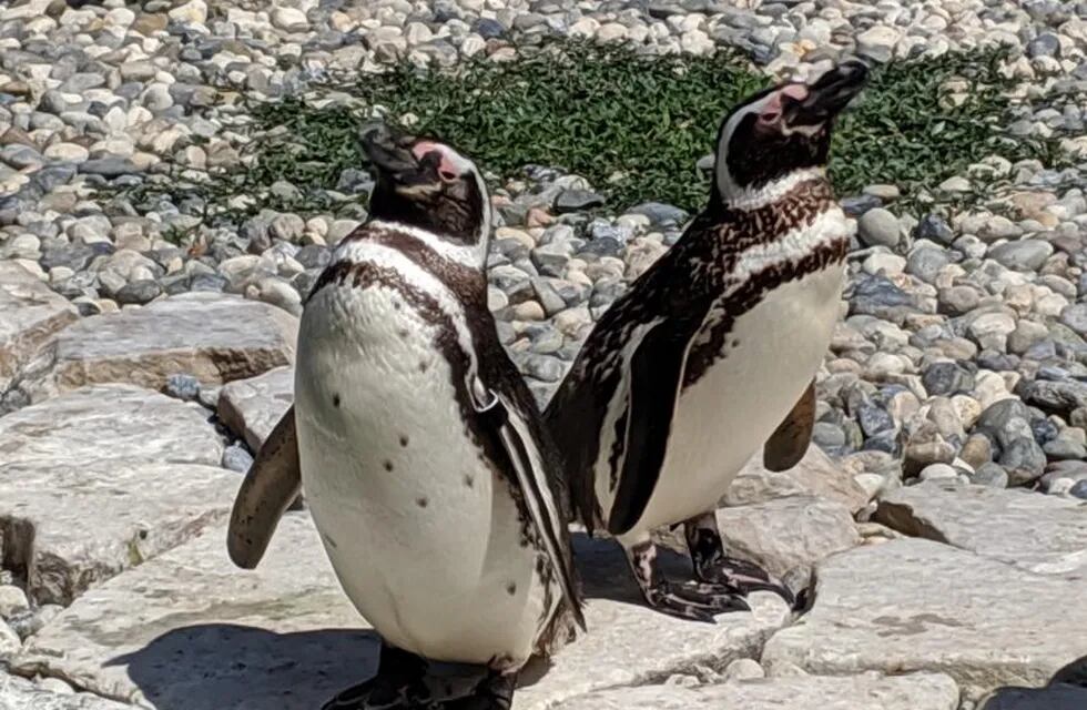 Pingüino de Magallanes (EFE)