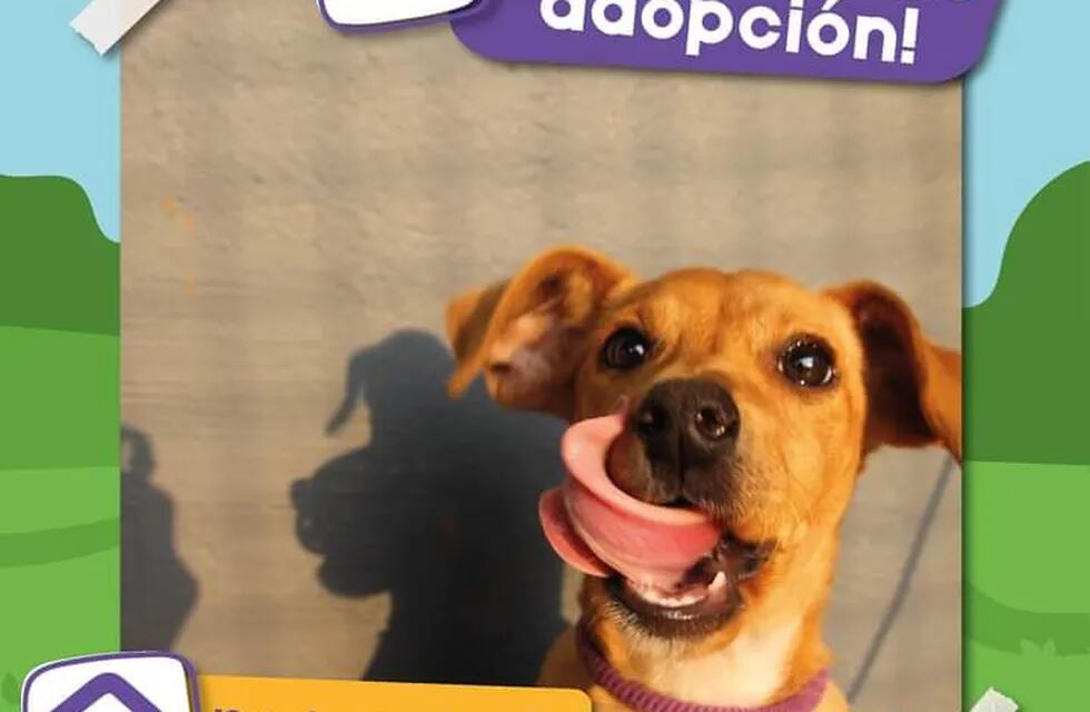 Jornada de adopción de mascotas este domingo en Posadas