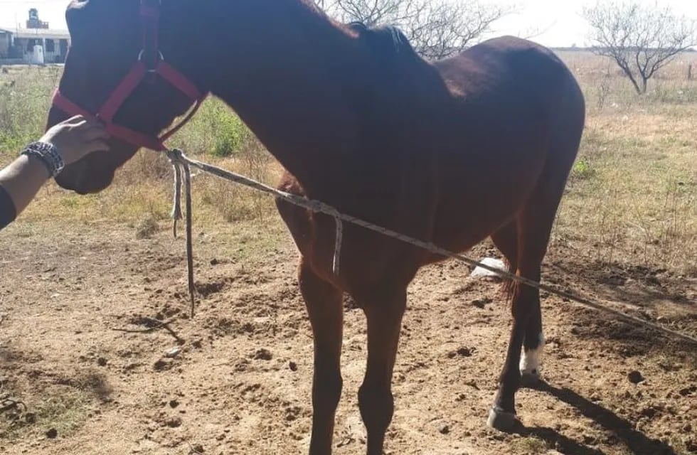 Recuperaron un caballo que había sido robado en Alta Gracia.